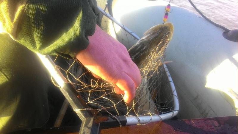 Прикрепленное изображение