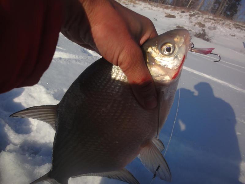 Прикрепленное изображение