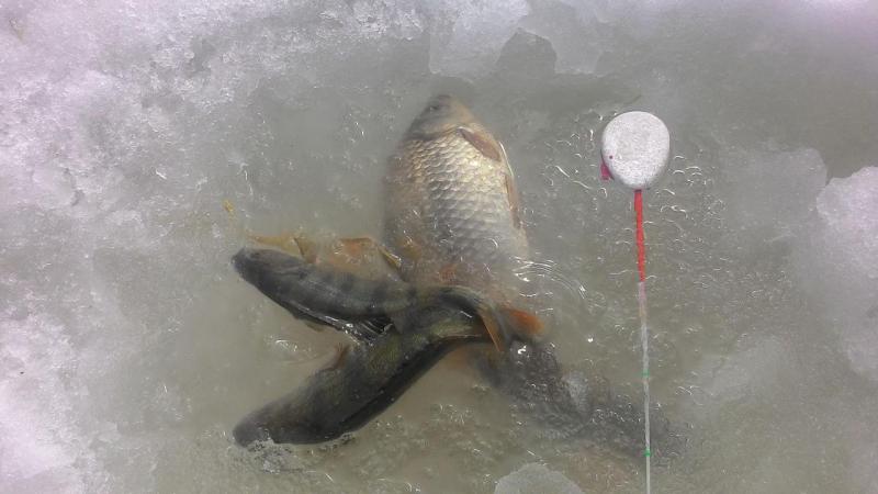 Прикрепленное изображение