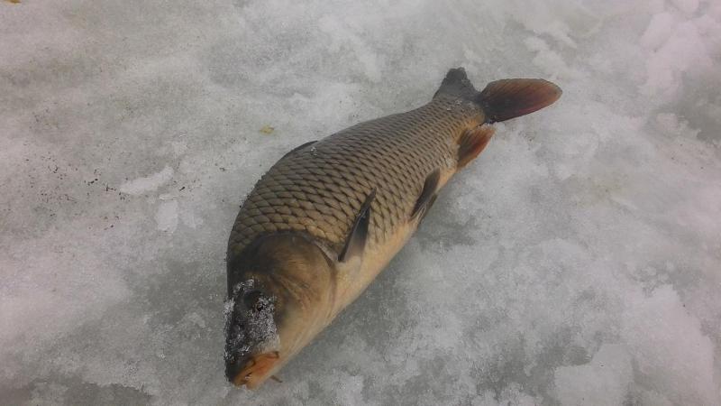 Прикрепленное изображение