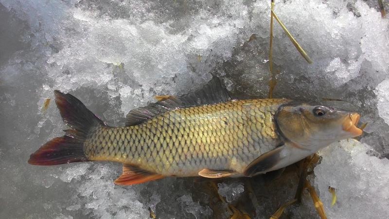 Прикрепленное изображение