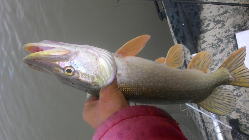 Прикрепленное изображение