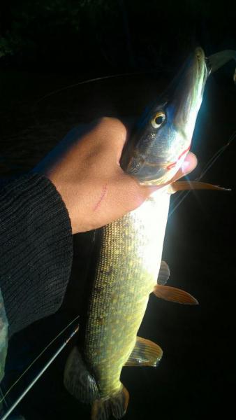 Прикрепленное изображение