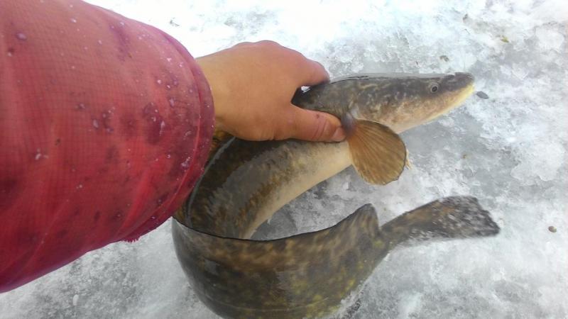 Прикрепленное изображение