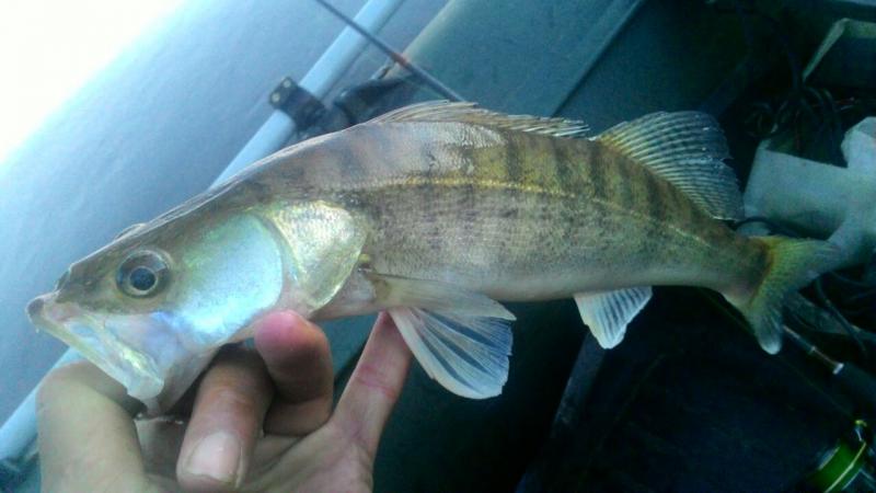 Прикрепленное изображение