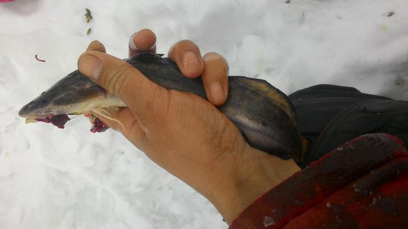 Прикрепленное изображение