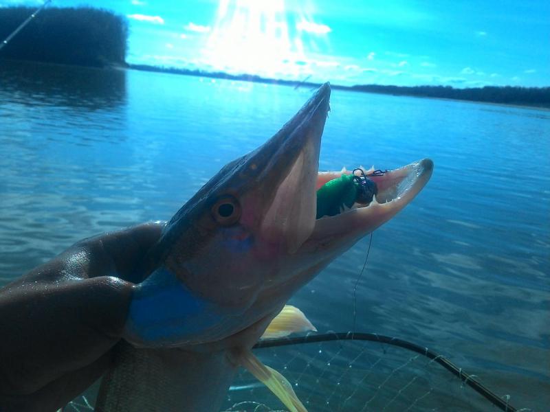 Прикрепленное изображение