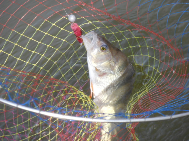 Прикрепленное изображение