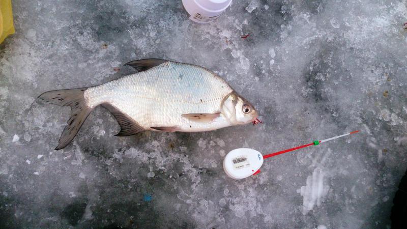 Прикрепленное изображение