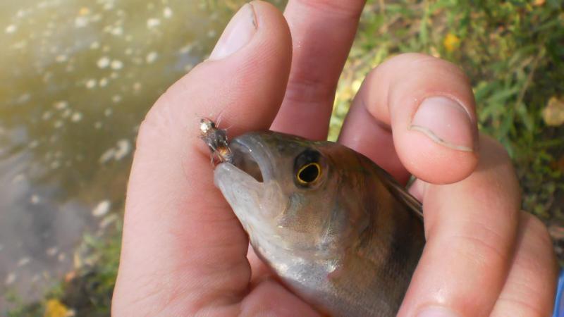 Прикрепленное изображение