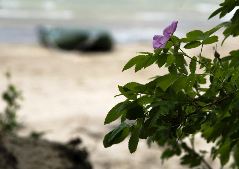 Прикрепленное изображение