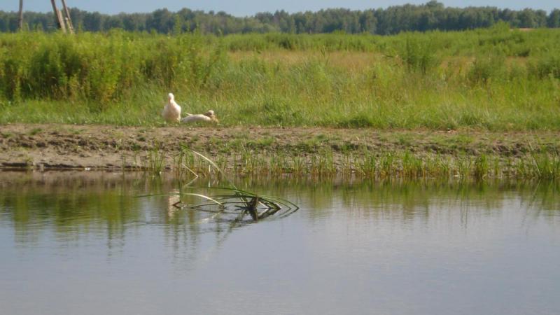 Прикрепленное изображение: DSC06689.JPG