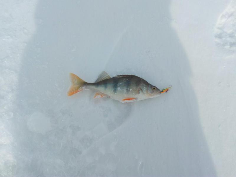 Прикрепленное изображение: IMG_20170225_140717.jpg