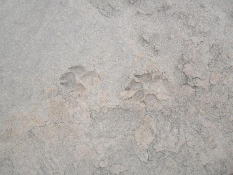 Прикрепленное изображение: SAM_1699.JPG