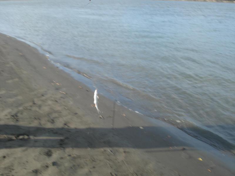 Прикрепленное изображение: DSC05639.JPG