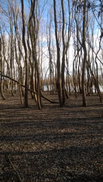 Прикрепленное изображение: WP_20151031_003.jpg