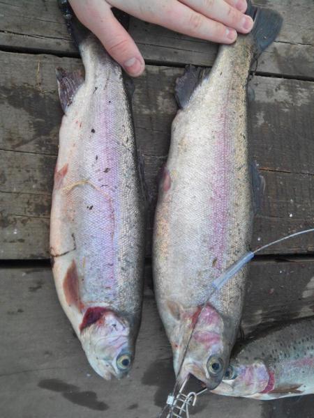 Прикрепленное изображение: KJKdzCJ46hI.jpg