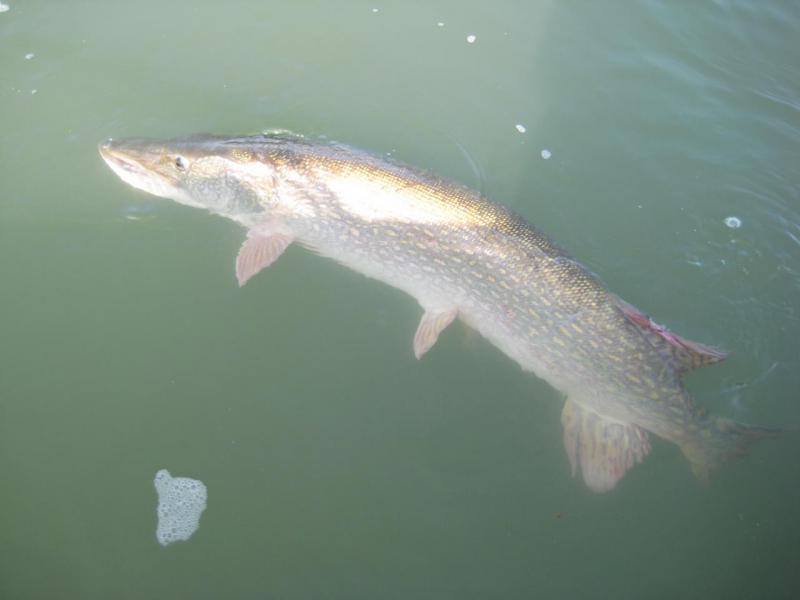 Прикрепленное изображение: IMG_4380.JPG