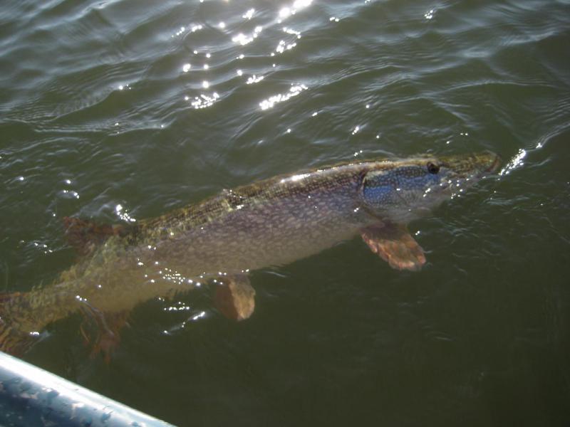 Прикрепленное изображение: IMG_4352.JPG