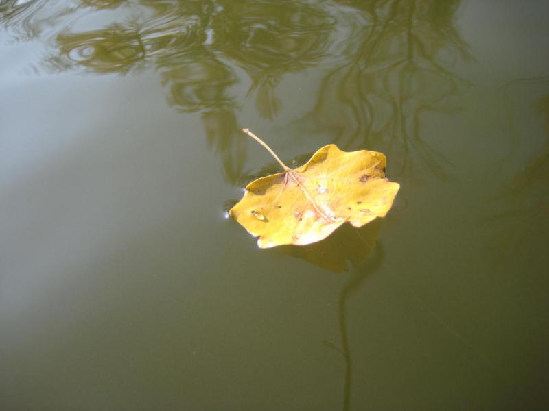 Прикрепленное изображение: IMG_4311.JPG