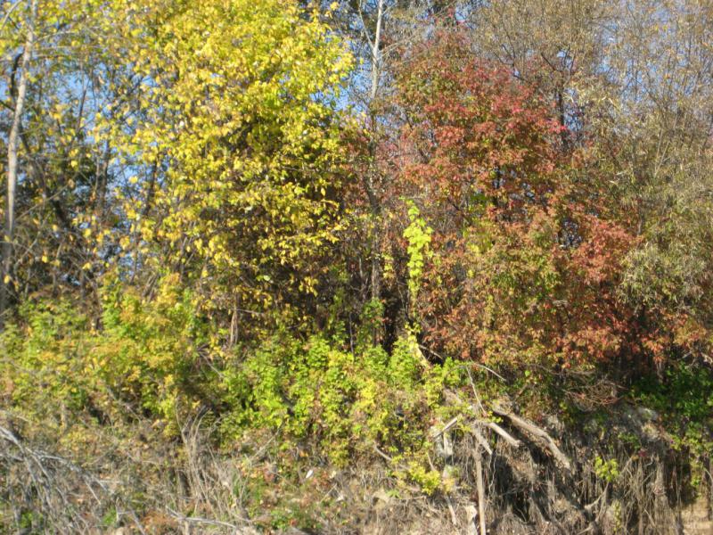 Прикрепленное изображение: IMG_4300.JPG