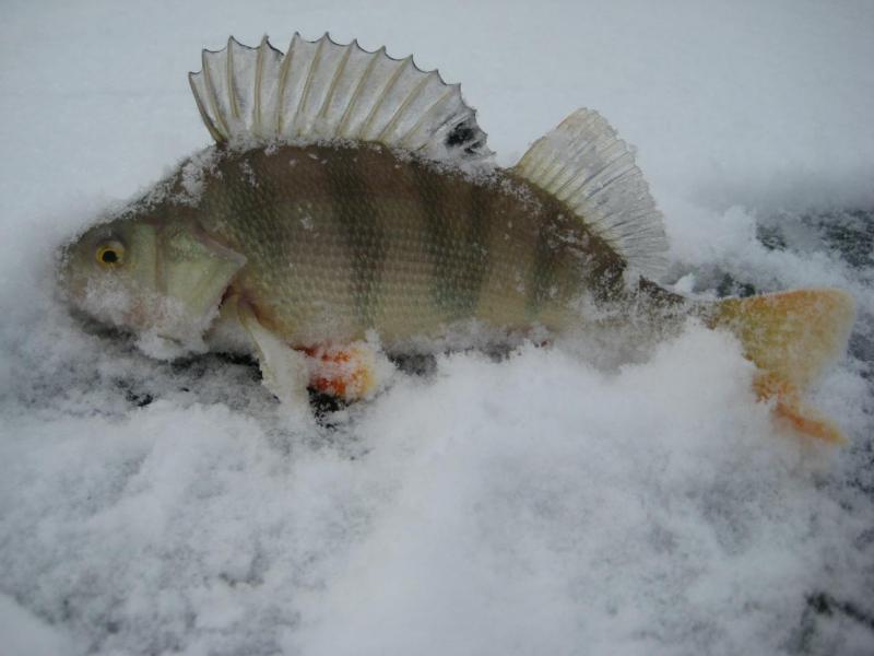 Прикрепленное изображение: IMG_5795.JPG