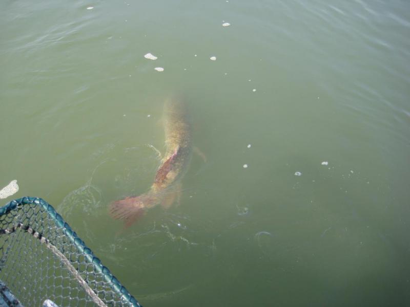 Прикрепленное изображение: IMG_4381.JPG