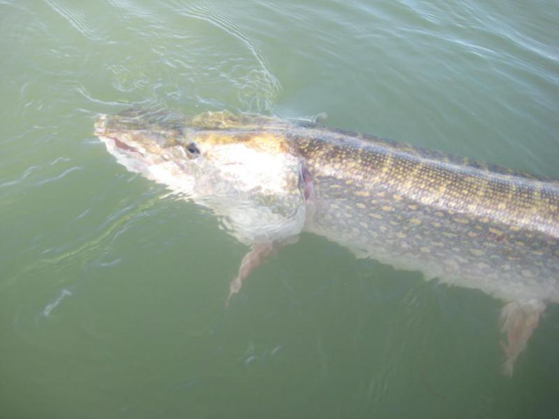 Прикрепленное изображение: IMG_4378.JPG