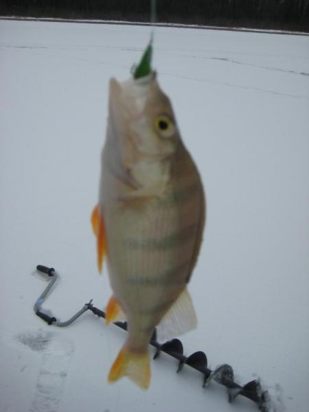 Прикрепленное изображение: IMG_5798.JPG