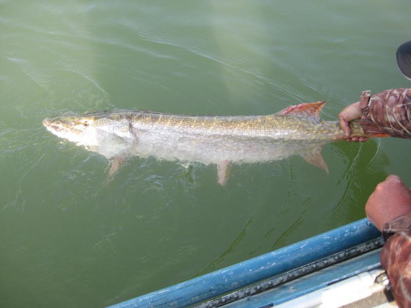 Прикрепленное изображение: IMG_4379.JPG