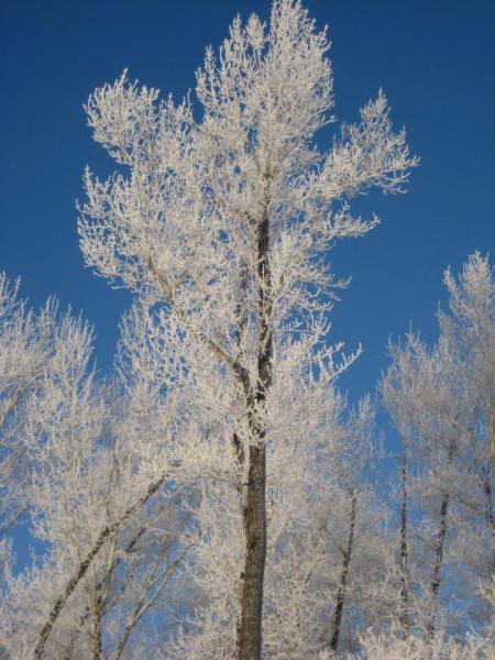 Прикрепленное изображение: IMG_4663.JPG