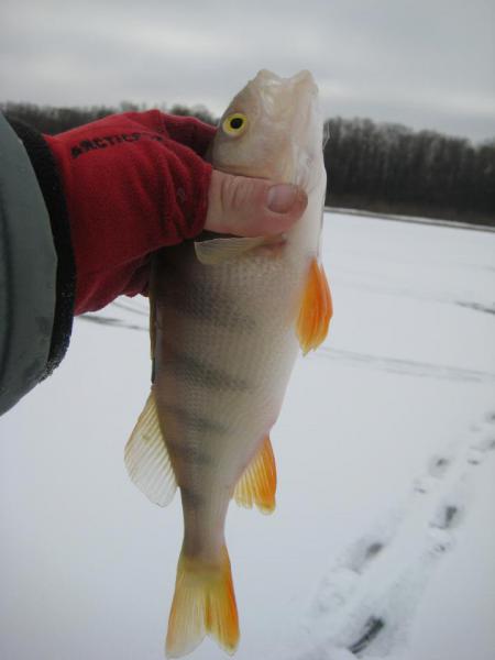 Прикрепленное изображение: IMG_5799.JPG