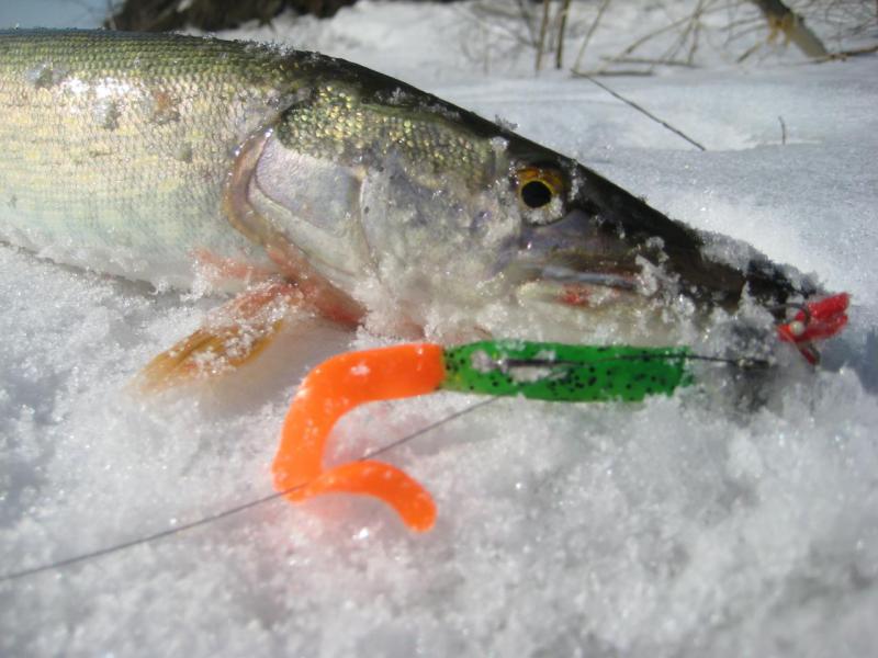 Прикрепленное изображение: IMG_5010.JPG