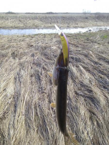 Прикрепленное изображение: IMG_20170508_092508.jpg