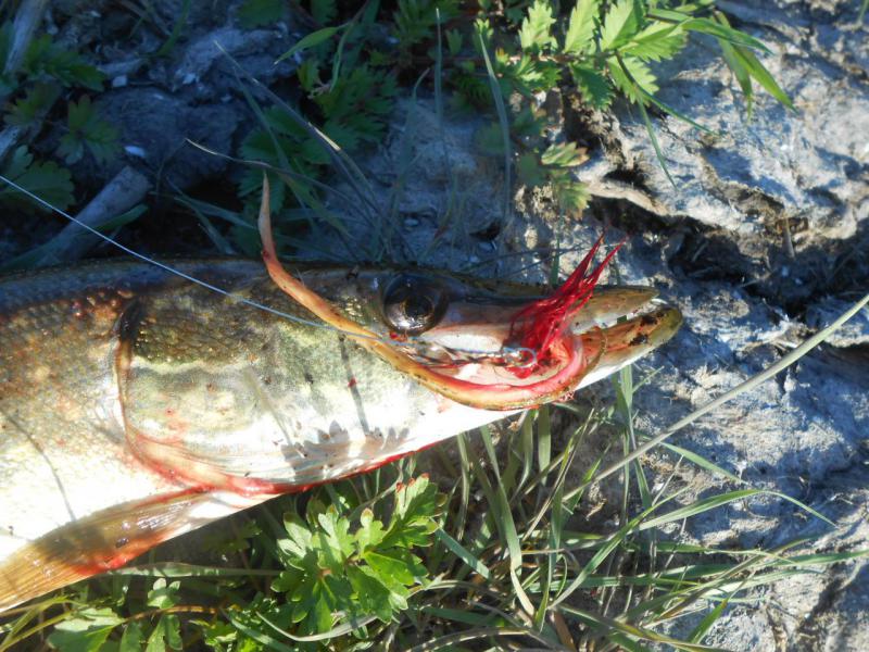 Прикрепленное изображение: DSCN4208.JPG