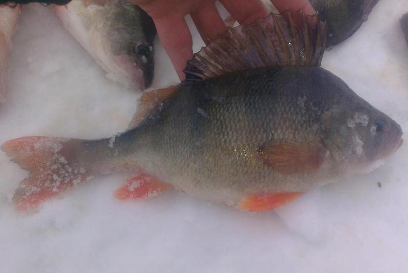 Прикрепленное изображение: IMAG2758.jpg