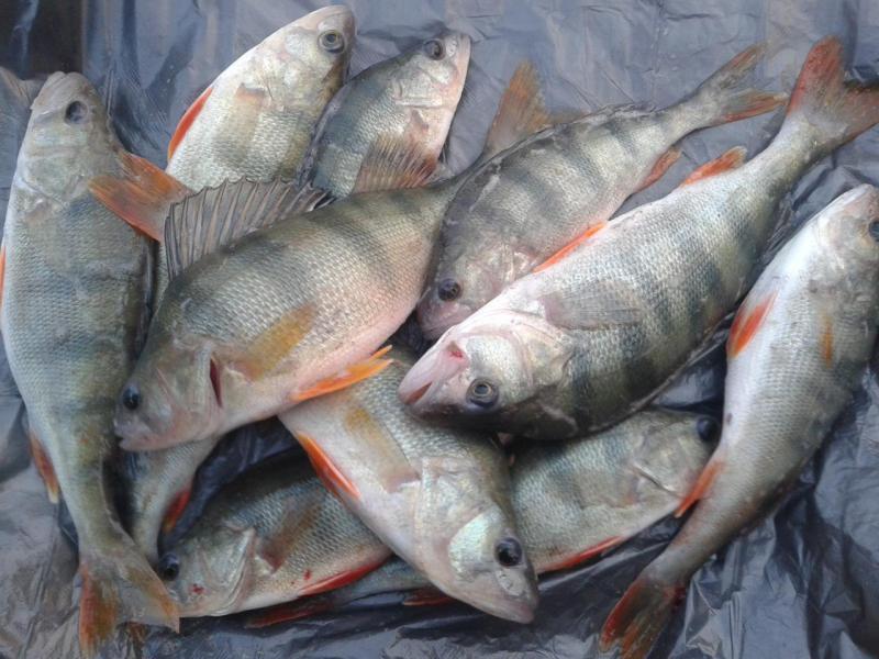 Прикрепленное изображение: 20151023_164704.jpg