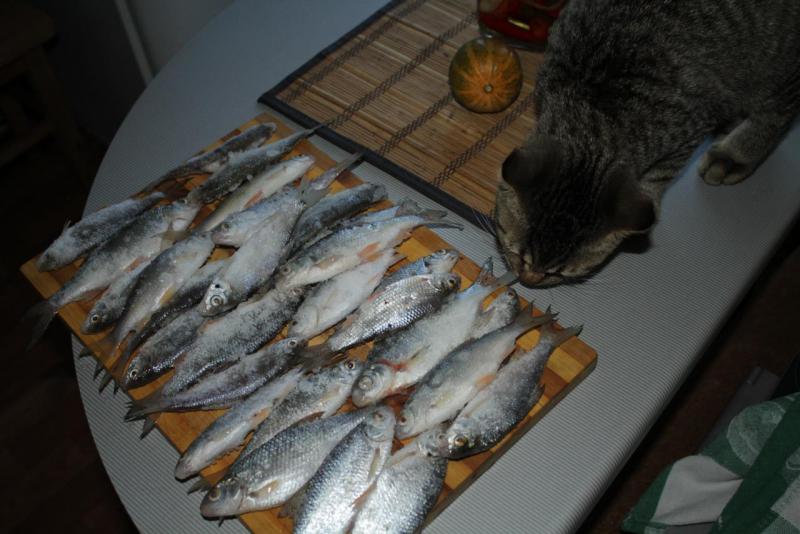 Прикрепленное изображение: IMG_6756.JPG