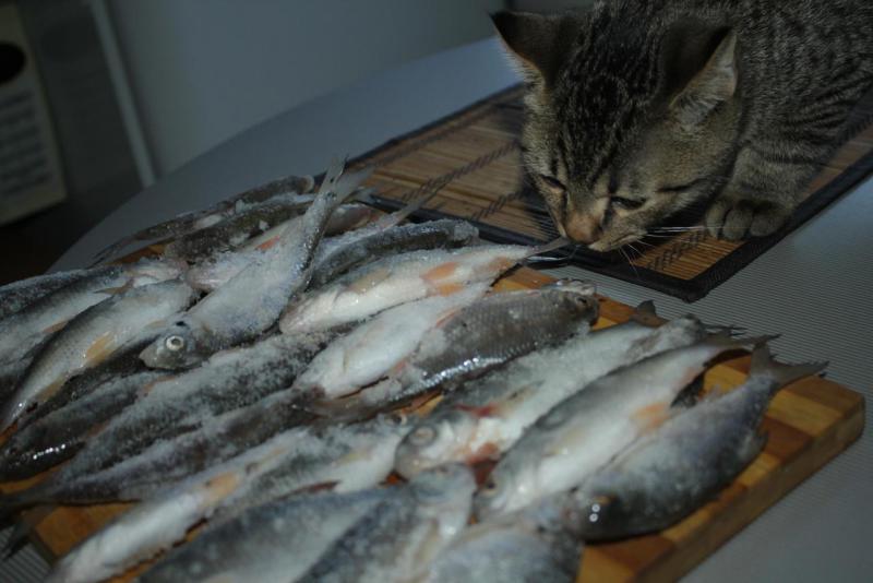 Прикрепленное изображение: IMG_6758.JPG