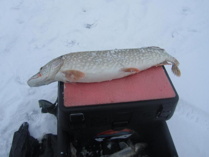 Прикрепленное изображение: IMG_8289.JPG