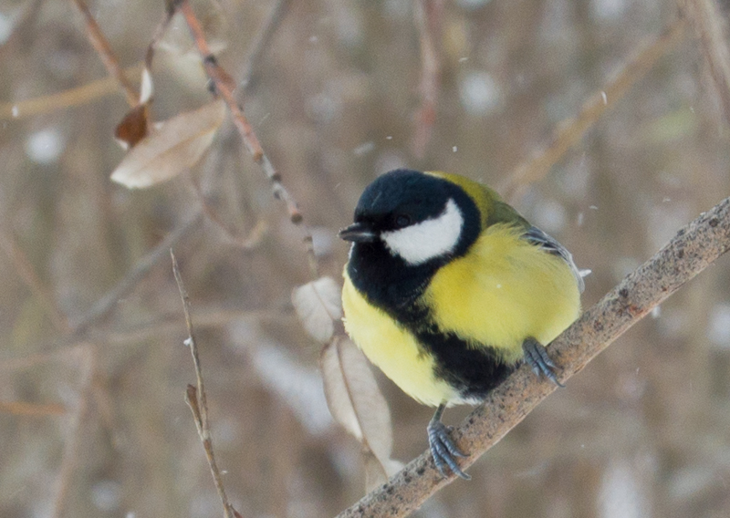 Прикрепленное изображение: DSC_6446.jpg