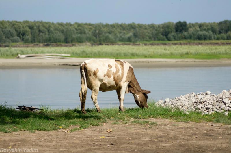 Прикрепленное изображение: DSC09150.jpg