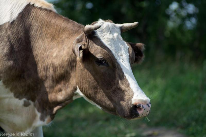 Прикрепленное изображение: DSC09154.jpg