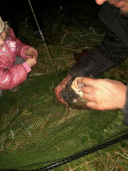 Прикрепленное изображение: IMG-20160821-WA0019.jpg