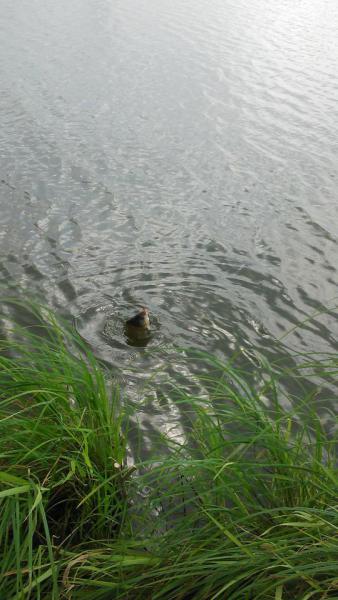 Прикрепленное изображение: IMG_20160820_152453.jpg