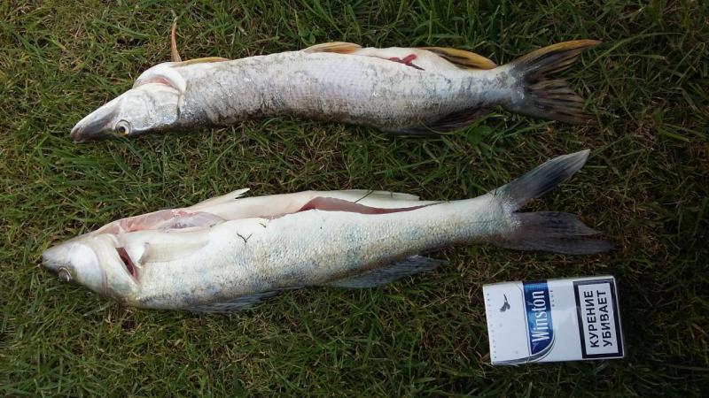 Прикрепленное изображение: 20170820_124708.jpg