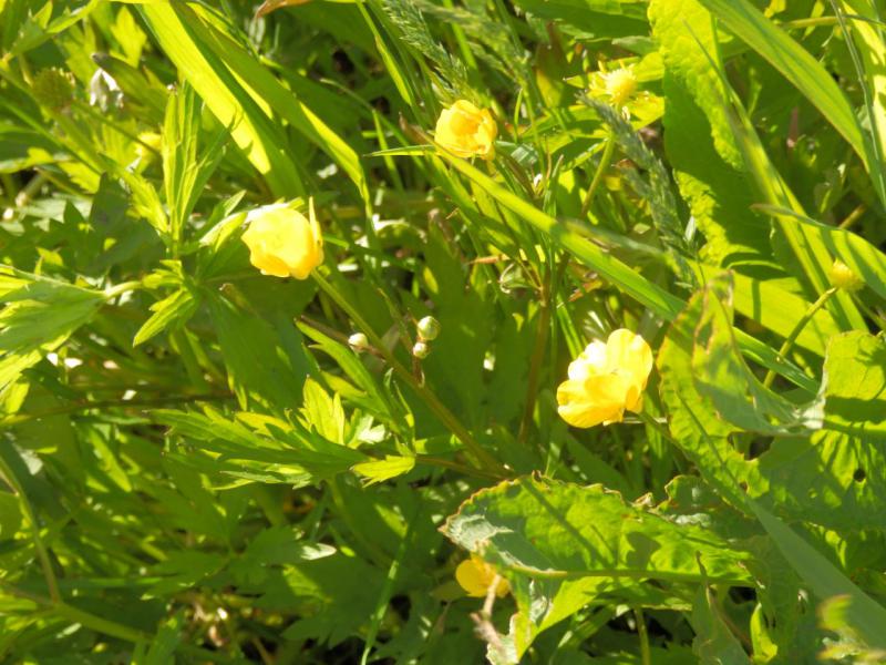 Прикрепленное изображение: P6140259.JPG