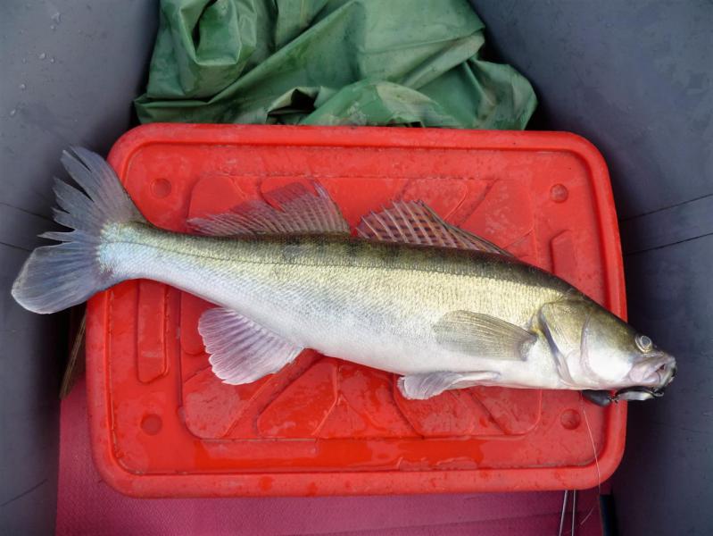 Прикрепленное изображение: P1080995.JPG