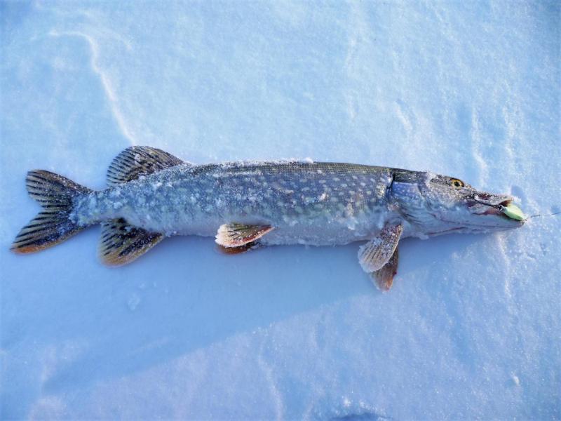 Прикрепленное изображение: P1090081.JPG