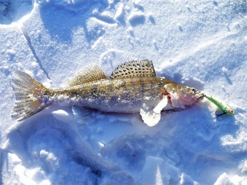 Прикрепленное изображение: P1090071.JPG